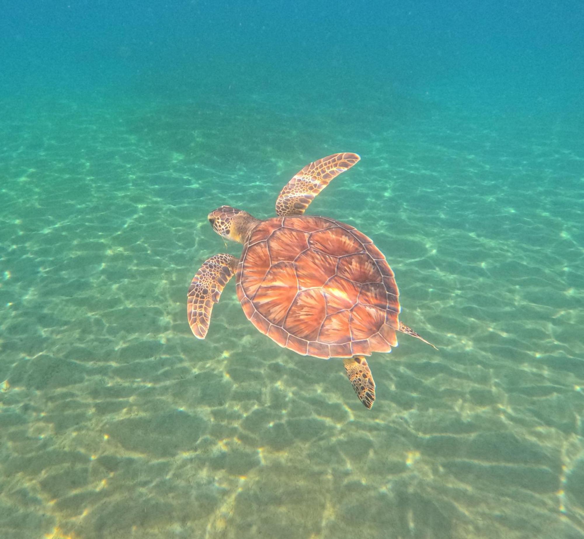 La Plage Martinique Schoelcher Luaran gambar